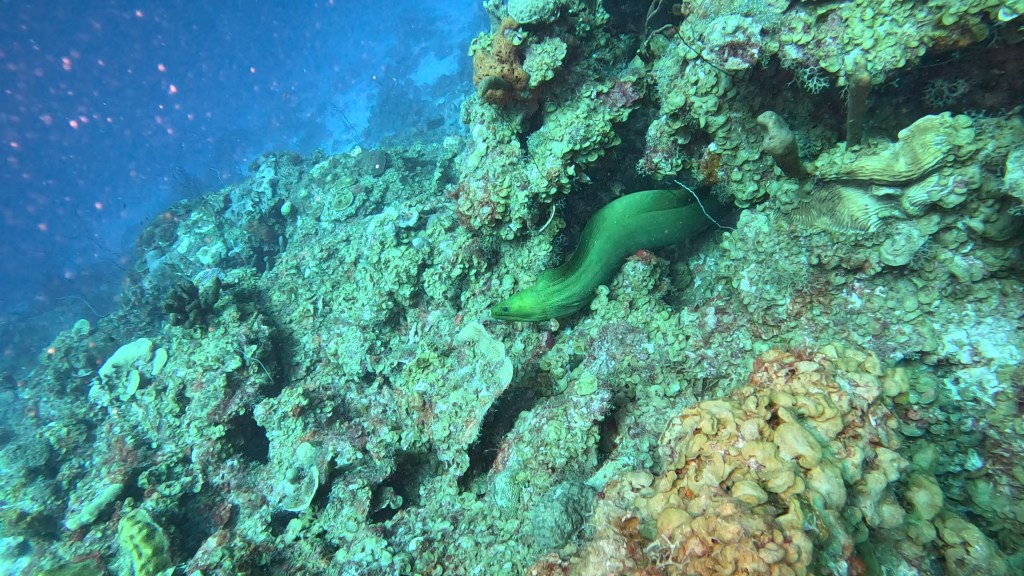 GREEN MORAY
FOTO ALEŠ SULIČ
BONAIRE DIVING PHOTOS
SUBNET DIVING TRAVEL
REEF ANIMALS AND CORALS