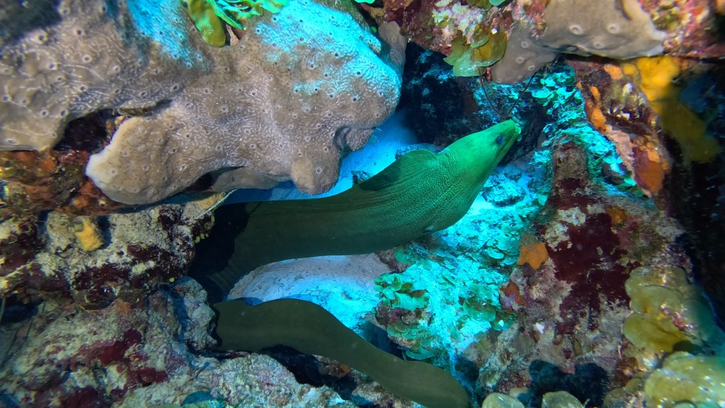 GREEN MORAY
FOTO ALEŠ SULIČ
BONAIRE DIVING PHOTOS
SUBNET DIVING TRAVEL
REEF ANIMALS AND CORALS