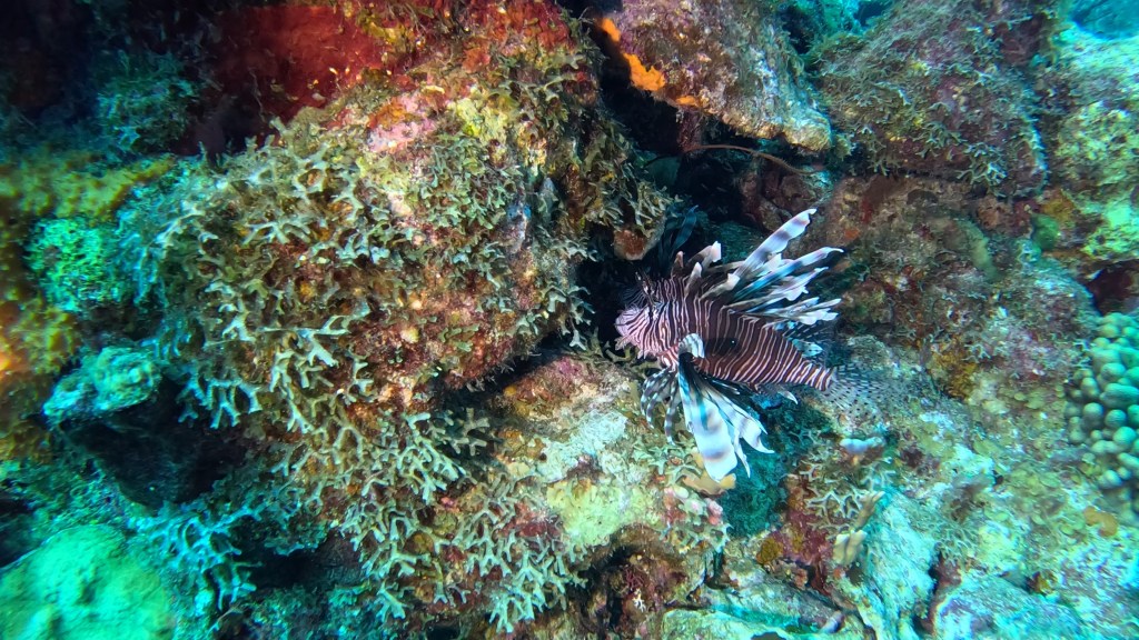 LIONFISH
4K PHOTOS OF FISH
FOTO ALEŠ SULIČ
SUBNET DIVING
REEF ANAIMALS AND CORALS
FISH GALLERY
