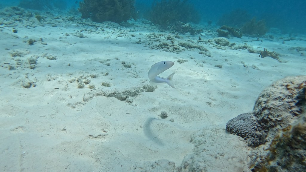 SAND FISH
FOTO ALEŠ SULIČ
BONAIRE DIVING PHOTOS
SUBNET DIVING TRAVEL
REEF ANIMALS AND CORALS