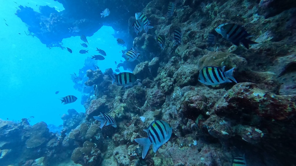 SERGEANT MAJOR FISH
FOTO ALEŠ SULIČ
BONAIRE DIVING PHOTOS
SUBNET DIVING TRAVEL
