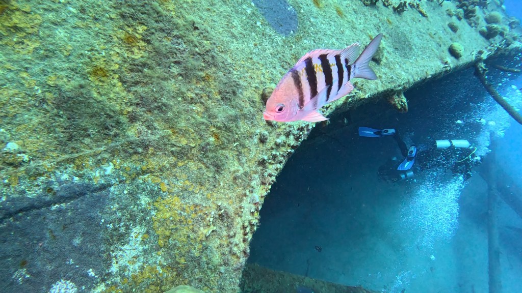 SERGEANT MAJOR FISH
FOTO ALEŠ SULIČ
BONAIRE DIVING PHOTOS
SUBNET DIVING TRAVEL