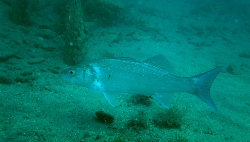 BRANCIN
FOTO ALEŠ SULIČ SUBNET DIVING PIRAN RIBE V SLOVENSKEM MORJU
Scuba diving Slovenia PADI
Potapljanje v Piranu
