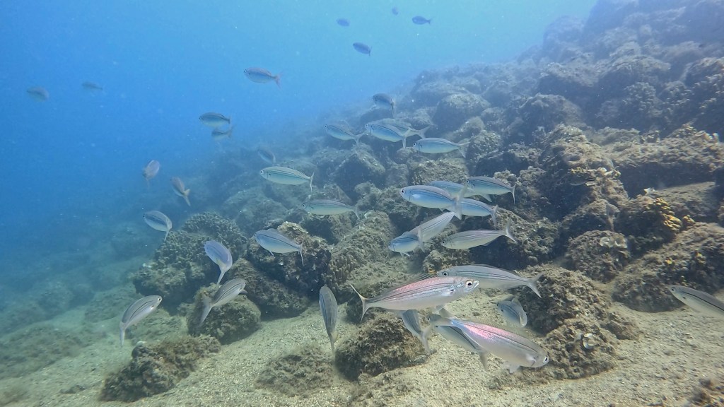 BUKVA IN ČRNIKA
FOTO ALEŠ SULIČ SUBNET DIVING PIRAN RIBE V SLOVENSKEM MORJU
Scuba diving Slovenia PADI
Potapljanje v Piranu