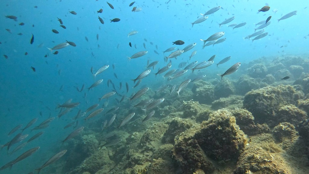 BUKVA IN ČRNIKA
FOTO ALEŠ SULIČ SUBNET DIVING PIRAN RIBE V SLOVENSKEM MORJU
Scuba diving Slovenia PADI
Potapljanje v Piranu