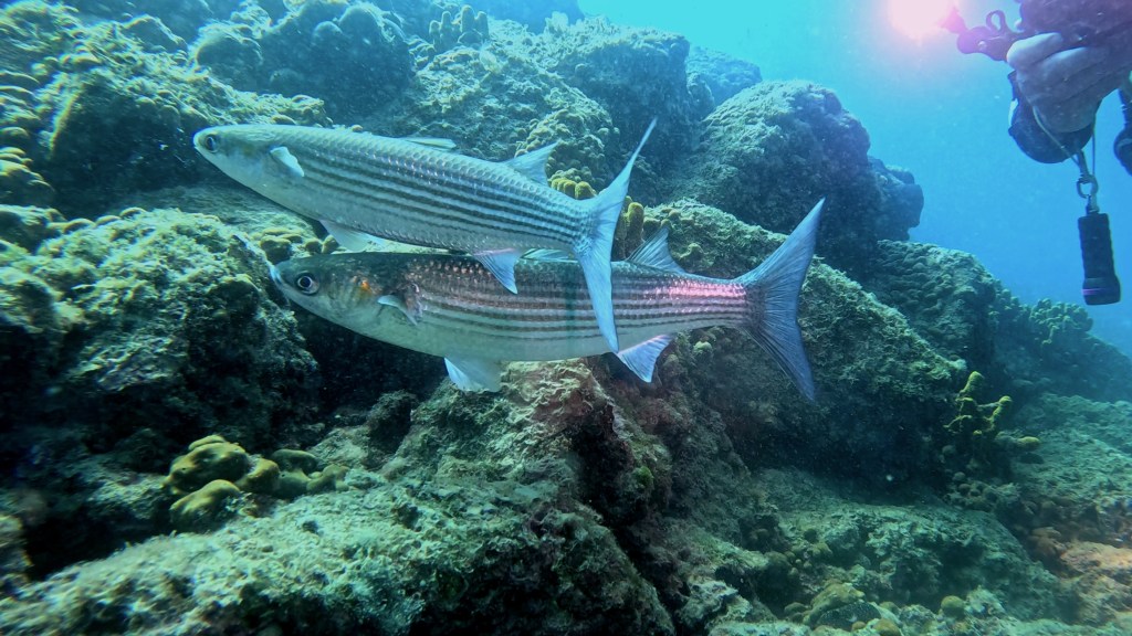 CIPELJ
FOTO ALEŠ SULIČ SUBNET DIVING PIRAN RIBE V SLOVENSKEM MORJU
Scuba diving Slovenia PADI
Potapljanje v Piranu