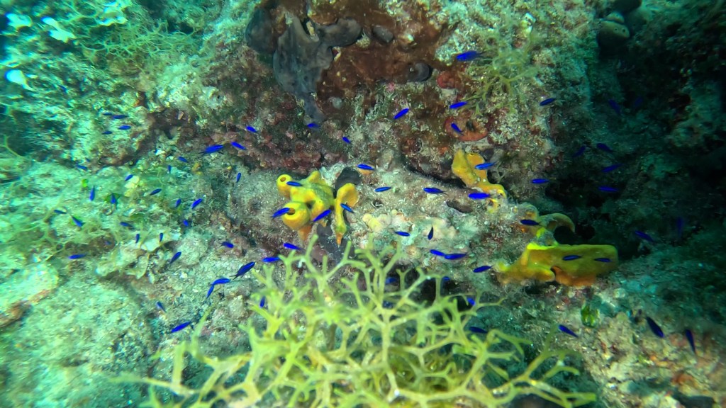 ČRNIKA
FOTO ALEŠ SULIČ SUBNET DIVING PIRAN RIBE V SLOVENSKEM MORJU
Scuba diving Slovenia PADI
Potapljanje v Piranu