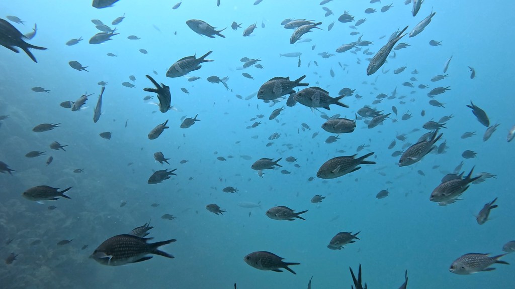 ČRNIKA
FOTO ALEŠ SULIČ SUBNET DIVING PIRAN RIBE V SLOVENSKEM MORJU
Scuba diving Slovenia PADI
Potapljanje v Piranu