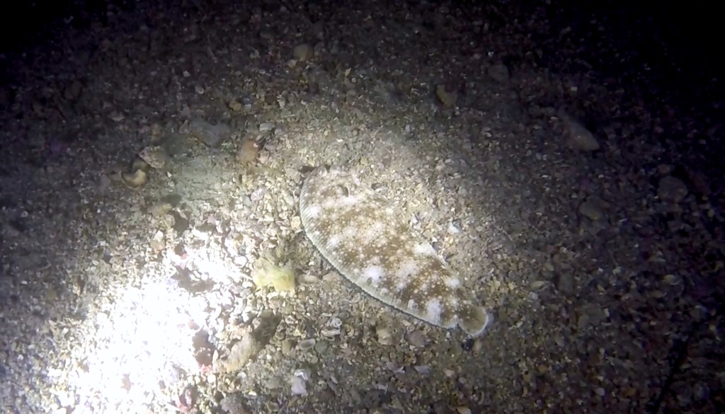 ČRNOROBI LIST
FOTO ALEŠ SULIČ SUBNET DIVING PIRAN RIBE V SLOVENSKEM MORJU
Scuba diving Slovenia PADI
Potapljanje v Piranu