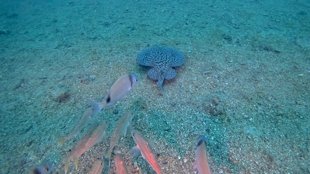 ELEKTRIČNI SKAT
FOTO ALEŠ SULIČ SUBNET DIVING PIRAN RIBE V SLOVENSKEM MORJU
Scuba diving Slovenia PADI
Potapljanje v Piranu