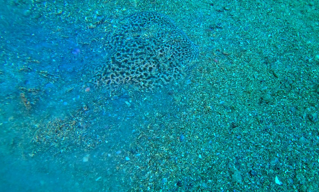 ELEKTRIČNI SKAT
FOTO ALEŠ SULIČ SUBNET DIVING PIRAN RIBE V SLOVENSKEM MORJU
Scuba diving Slovenia PADI
Potapljanje v Piranu