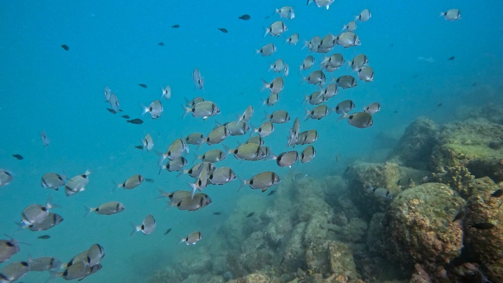 FRATER FOTO ALEŠ SULIČ SUBNET DIVING PIRAN RIBE V SLOVENSKEM MORJU
Scuba diving Slovenia PADI
Potapljanje v Piranu