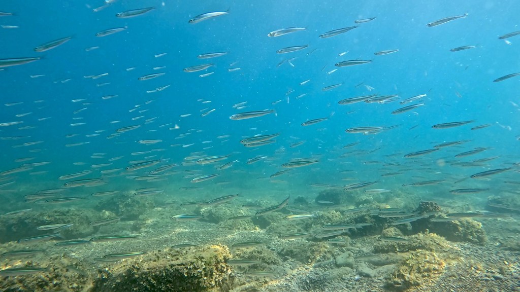 GIRICA
FOTO ALEŠ SULIČ SUBNET DIVING PIRAN RIBE V SLOVENSKEM MORJU
Scuba diving Slovenia PADI
Potapljanje v Piranu