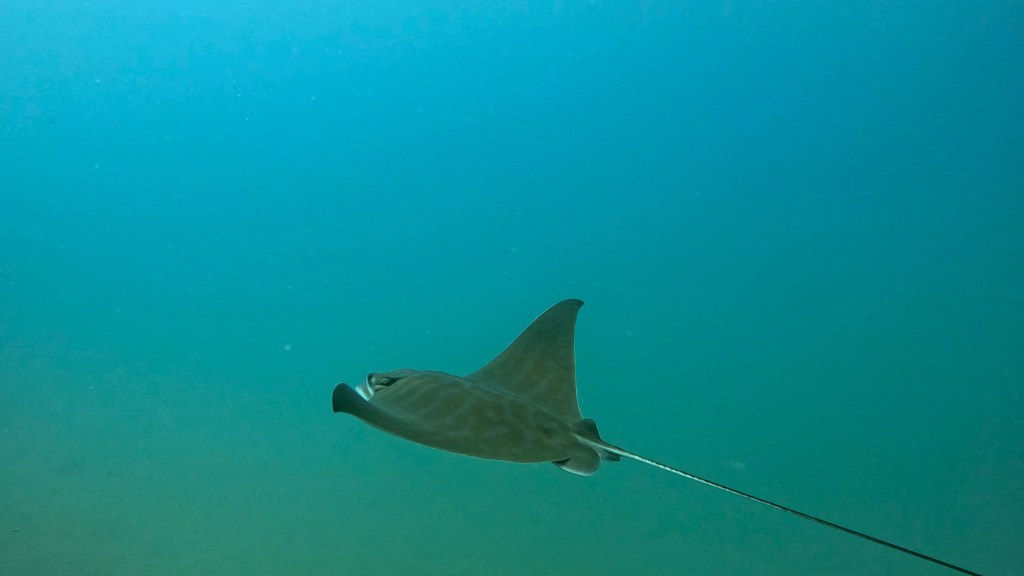 MORSKI GOLOB
FOTO ALEŠ SULIČ SUBNET DIVING PIRAN RIBE V SLOVENSKEM MORJU
Scuba diving Slovenia PADI
Potapljanje v Piranu