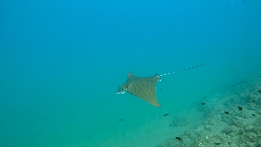 MORSKI GOLOB
FOTO ALEŠ SULIČ SUBNET DIVING PIRAN RIBE V SLOVENSKEM MORJU
Scuba diving Slovenia PADI
Potapljanje v Piranu