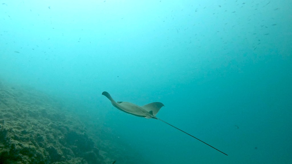 MORSKI GOLOB
FOTO ALEŠ SULIČ SUBNET DIVING PIRAN RIBE V SLOVENSKEM MORJU
Scuba diving Slovenia PADI
Potapljanje v Piranu