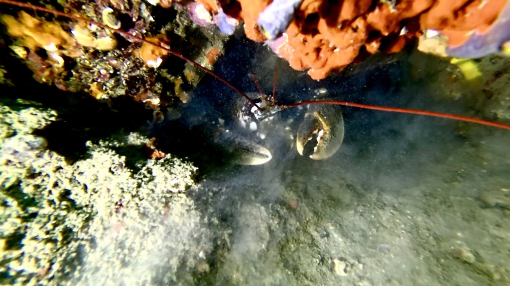 JASTOG
FOTO ALEŠ SULIČ SUBNET DIVING PIRAN RIBE V SLOVENSKEM MORJU
Scuba diving Slovenia PADI
Potapljanje v Piranu