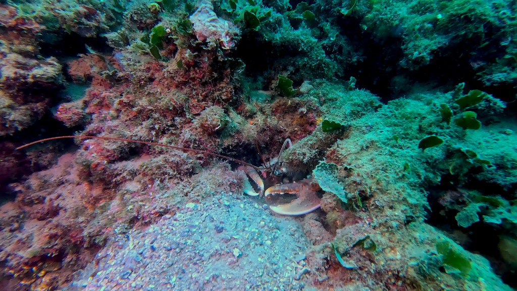 JASTOG
FOTO ALEŠ SULIČ SUBNET DIVING PIRAN RIBE V SLOVENSKEM MORJU
Scuba diving Slovenia PADI
Potapljanje v Piranu