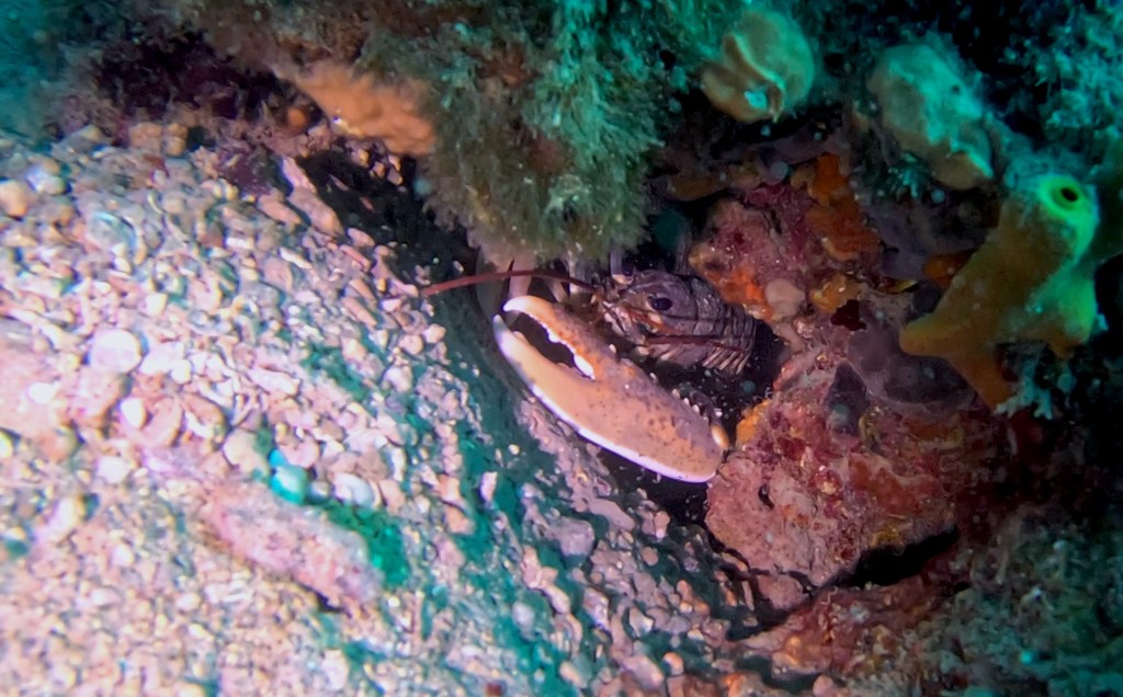 JASTOG
FOTO ALEŠ SULIČ SUBNET DIVING PIRAN RIBE V SLOVENSKEM MORJU
Scuba diving Slovenia PADI
Potapljanje v Piranu