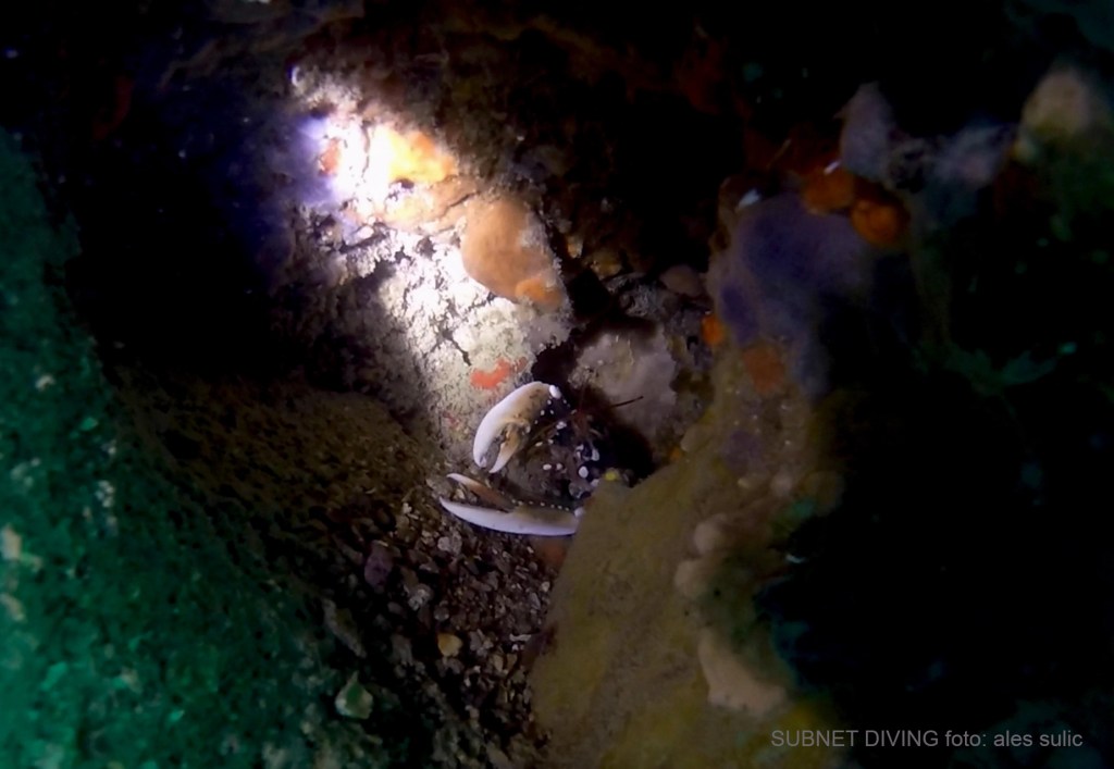 JASTOG
FOTO ALEŠ SULIČ SUBNET DIVING PIRAN RIBE V SLOVENSKEM MORJU
Scuba diving Slovenia PADI
Potapljanje v Piranu