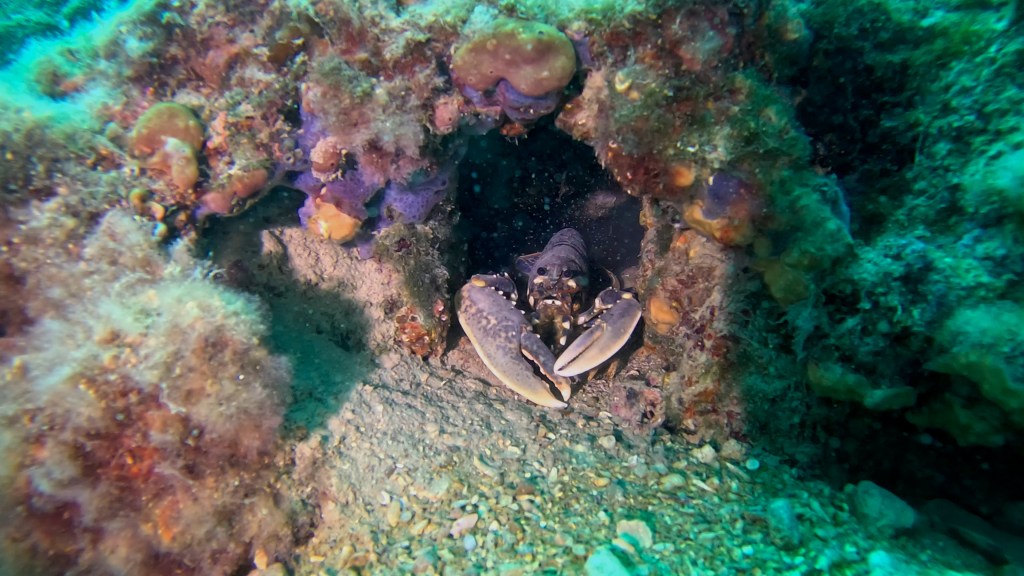 JASTOG
FOTO ALEŠ SULIČ SUBNET DIVING PIRAN RIBE V SLOVENSKEM MORJU
Scuba diving Slovenia PADI
Potapljanje v Piranu