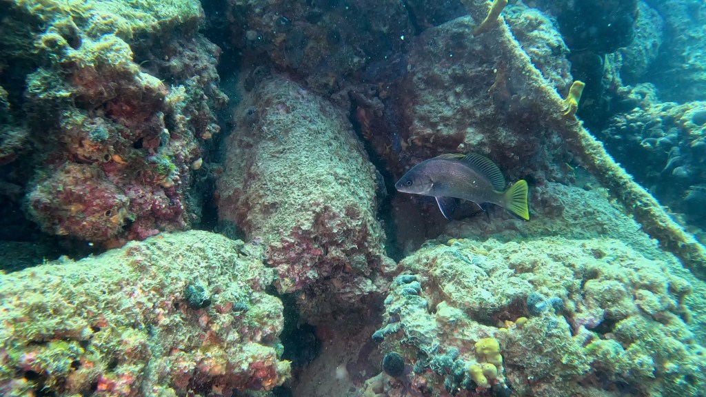 KAVAL
FOTO ALEŠ SULIČ SUBNET DIVING PIRAN RIBE V SLOVENSKEM MORJU
Scuba diving Slovenia PADI
Potapljanje v Piranu