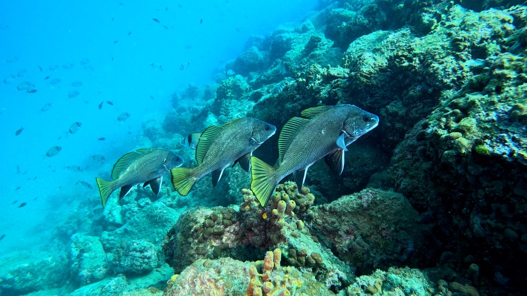 KAVAL
FOTO ALEŠ SULIČ SUBNET DIVING PIRAN RIBE V SLOVENSKEM MORJU
Scuba diving Slovenia PADI
Potapljanje v Piranu