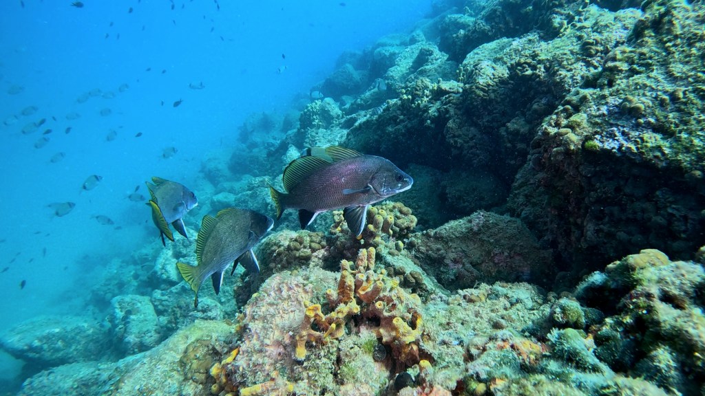 KAVAL
FOTO ALEŠ SULIČ SUBNET DIVING PIRAN RIBE V SLOVENSKEM MORJU
Scuba diving Slovenia PADI
Potapljanje v Piranu