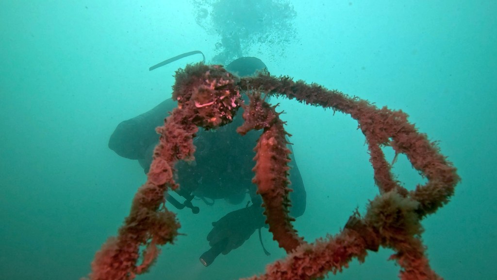 MORSKI KONJIČEK
FOTO ALEŠ SULIČ SUBNET DIVING PIRAN RIBE V SLOVENSKEM MORJU
