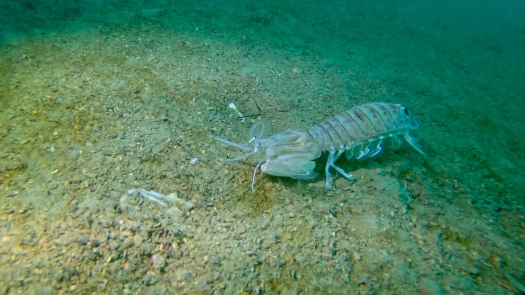 BOGOMOLJKA
FOTO ALEŠ SULIČ SUBNET DIVING PIRAN RIBE V SLOVENSKEM MORJU
Scuba diving Slovenia PADI
Potapljanje v Piranu