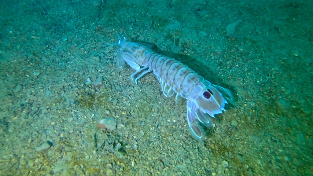 BOGOMOLJKA
FOTO ALEŠ SULIČ SUBNET DIVING PIRAN RIBE V SLOVENSKEM MORJU
Scuba diving Slovenia PADI
Potapljanje v Piranu
