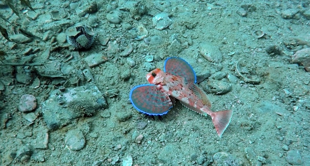 KRULEC
FOTO ALEŠ SULIČ SUBNET DIVING PIRAN RIBE V SLOVENSKEM MORJU
Scuba diving Slovenia PADI
Potapljanje v Piranu