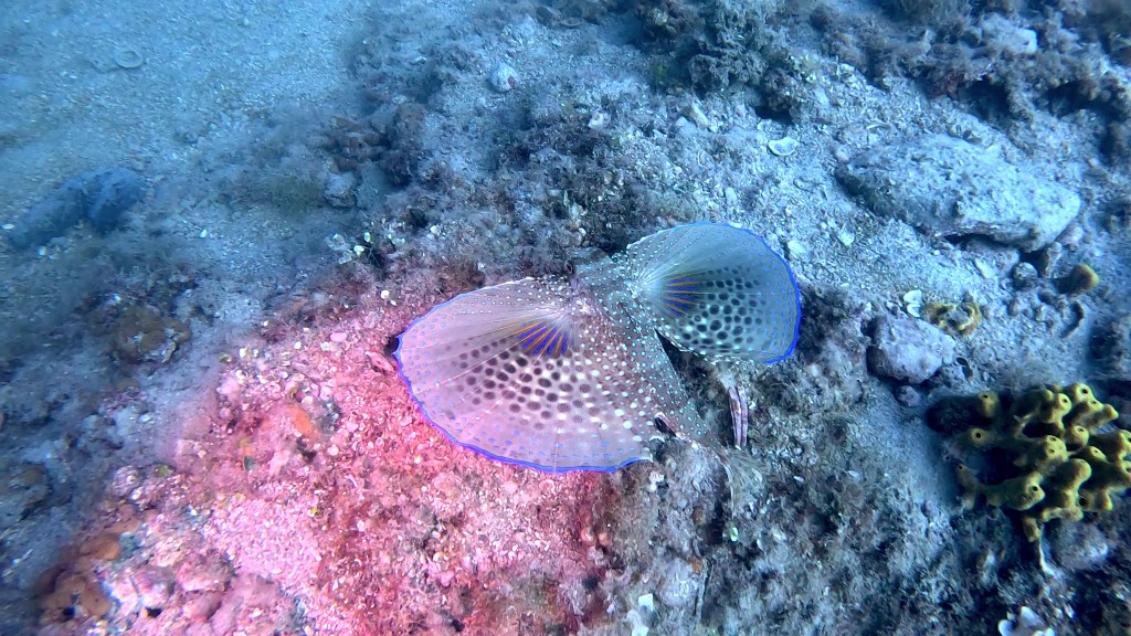 KRULEC
FOTO ALEŠ SULIČ SUBNET DIVING PIRAN RIBE V SLOVENSKEM MORJU
Scuba diving Slovenia PADI
Potapljanje v Piranu