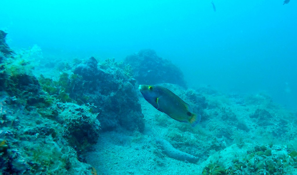 MEDITERANKA
FOTO ALEŠ SULIČ SUBNET DIVING PIRAN RIBE V SLOVENSKEM MORJU
Scuba diving Slovenia PADI
Potapljanje v Piranu
