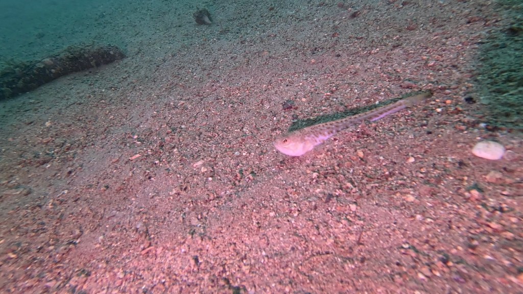 MORSKI ZMAJ PAJEK
FOTO ALEŠ SULIČ
SUBNET DIVING SLIKE
RIBE V SLOVENSKEM MORJU GALERIJA
Scuba diving Slovenia PADI
Potapljanje v Piranu