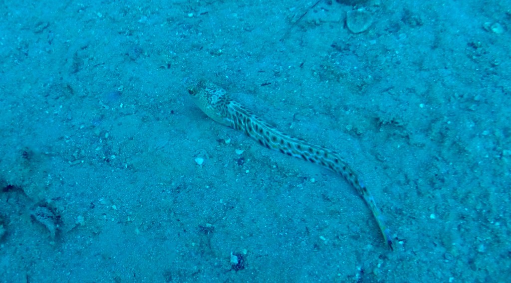 MORSKI ZMAJ PAJEK
FOTO ALEŠ SULIČ
SUBNET DIVING SLIKE
RIBE V SLOVENSKEM MORJU GALERIJA
Scuba diving Slovenia PADI
Potapljanje v Piranu