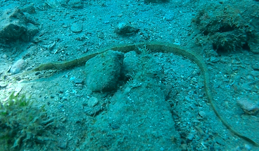 MORSKO ŠILO
FOTO ALEŠ SULIČ
SUBNET DIVING SLIKE
RIBE V SLOVENSKEM MORJU GALERIJA
Scuba diving Slovenia PADI
Potapljanje v Piranu