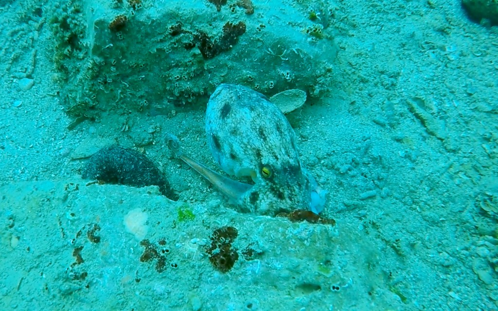 MOŠKATNA HOBOTNICA
FOTO ALEŠ SULIČ
SUBNET DIVING SLIKE
RIBE V SLOVENSKEM MORJU GALERIJA
Scuba diving Slovenia PADI
Potapljanje v Piranu