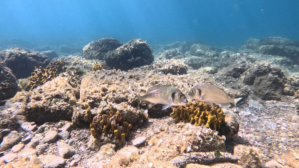 ORADA
FOTO ALEŠ SULIČ SUBNET DIVING PIRAN RIBE V SLOVENSKEM MORJU
Scuba diving Slovenia PADI
Potapljanje v Piranu
