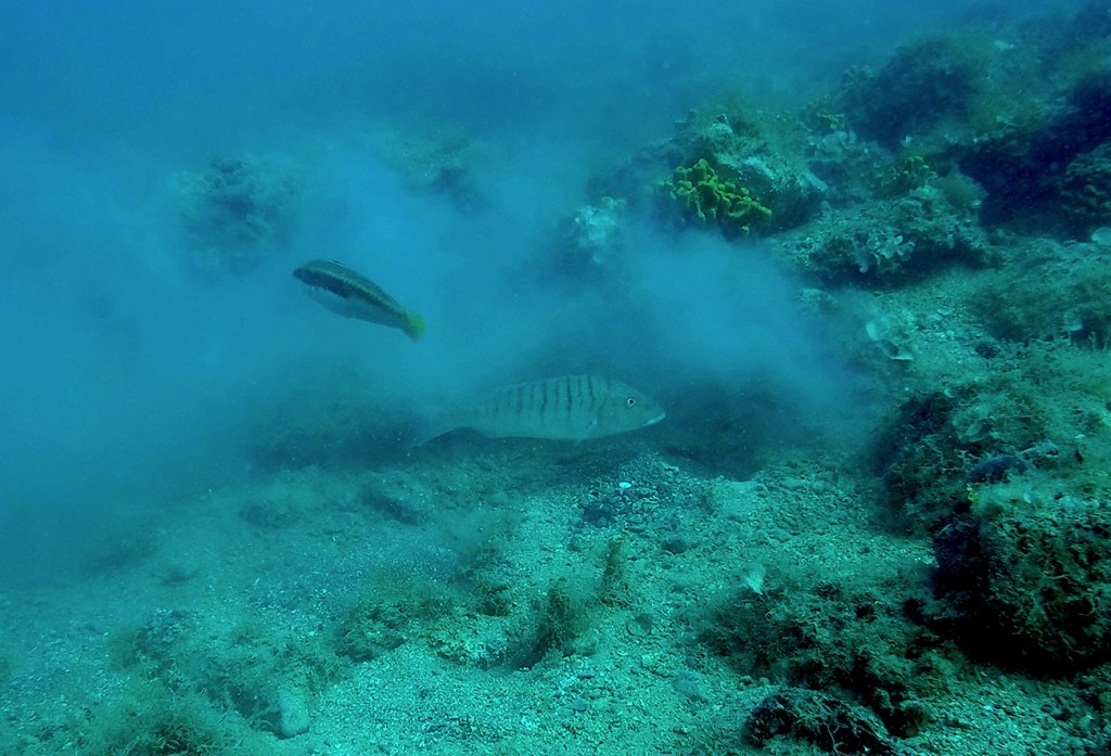 RIBA OVČICA
FOTO ALEŠ SULIČ SUBNET DIVING PIRAN
SLOVENSKE RIBE V MORJU
Scuba diving Slovenia PADI
Potapljanje v Piranu