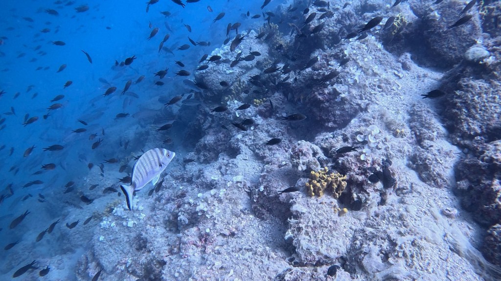 PIC FOTO ALEŠ SULIČ SUBNET DIVING PIRAN RIBE V SLOVENSKEM MORJUScuba diving Slovenia PADI
Potapljanje v Piranu