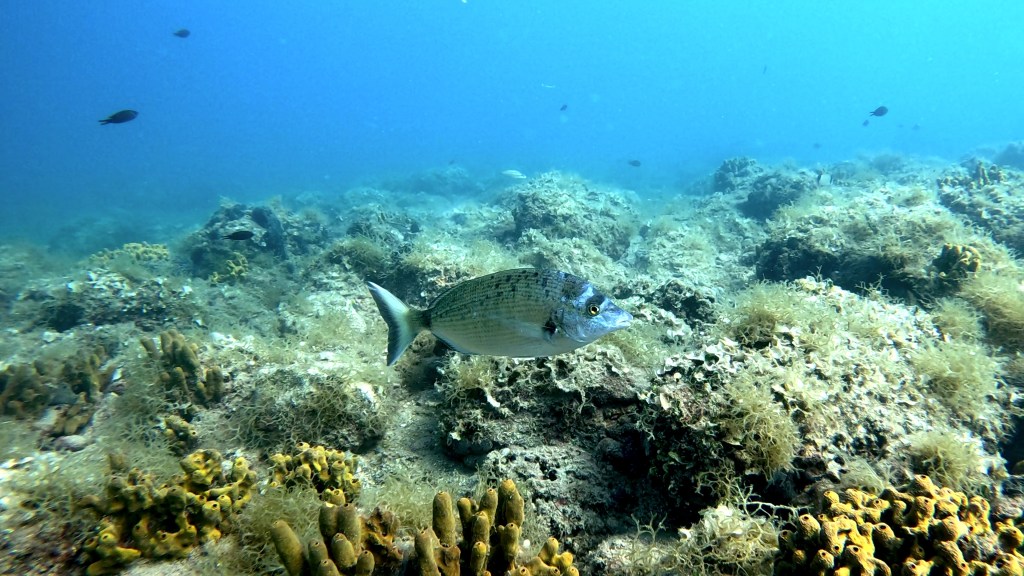 PIC FOTO ALEŠ SULIČ SUBNET DIVING PIRAN RIBE V SLOVENSKEM MORJU
Scuba diving Slovenia PADI
Potapljanje v Piranu