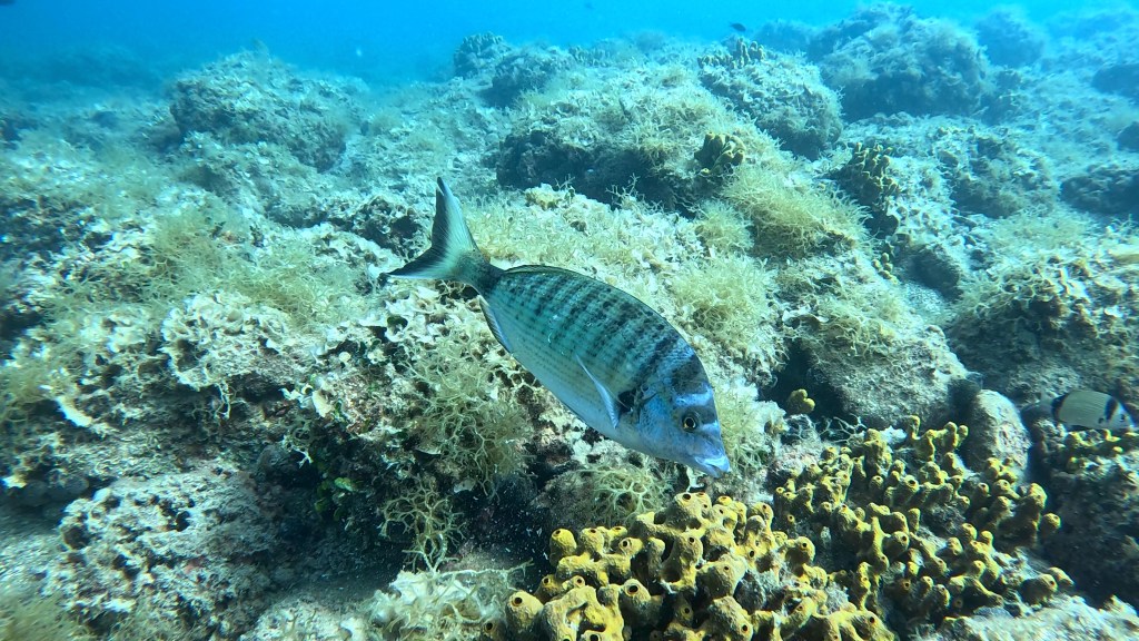 PIC FOTO ALEŠ SULIČ SUBNET DIVING PIRAN RIBE V SLOVENSKEM MORJU
Scuba diving Slovenia PADI
Potapljanje v Piranu