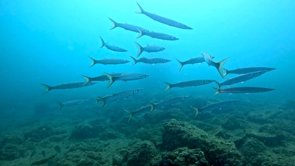 BARAKUDA FOTO ALEŠ SULIČ SUBNET DIVING PIRAN RIBE V SLOVENSKEM MORJU
Scuba diving Slovenia PADI
Potapljanje v Piranu