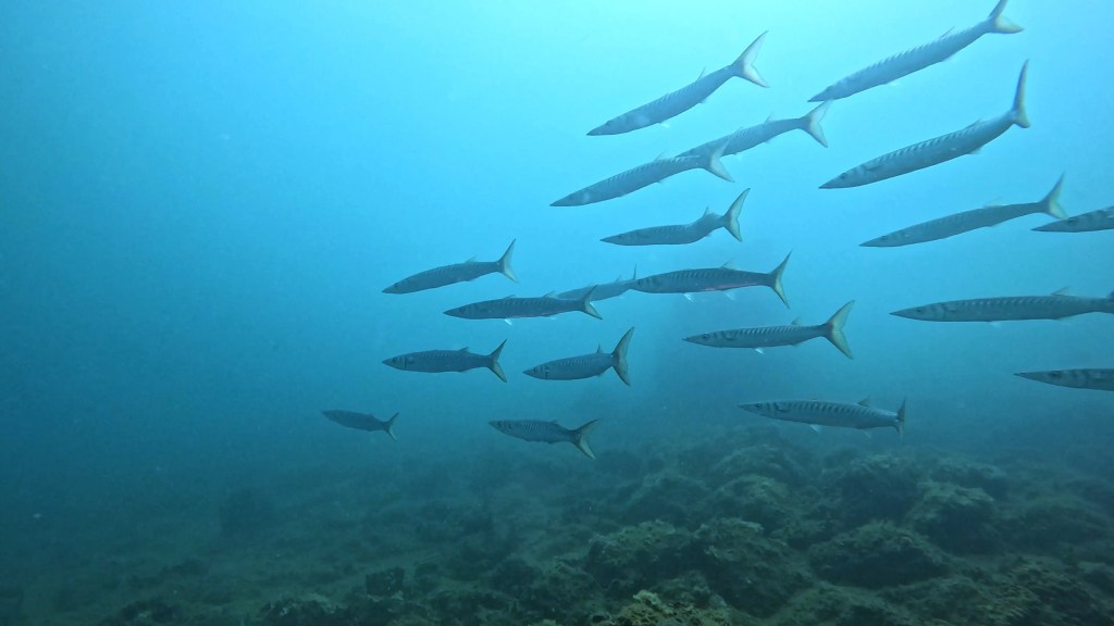 BARAKUDA FOTO ALEŠ SULIČ SUBNET DIVING PIRAN RIBE V SLOVENSKEM MORJU
Scuba diving Slovenia PADI
Potapljanje v Piranu