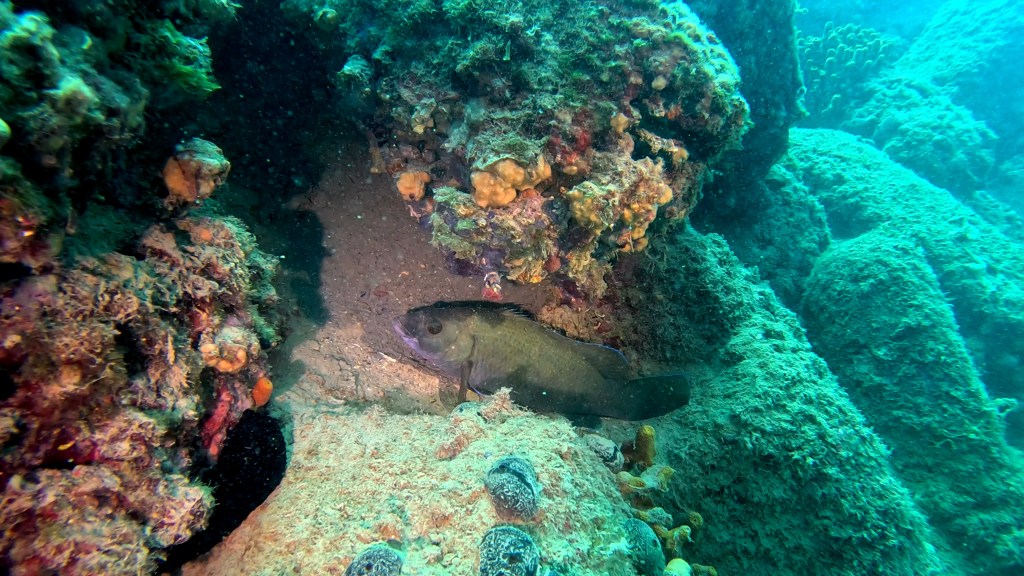 VRANA
FOTO ALEŠ SULIČ SUBNET DIVING PIRAN
SLOVENSKE RIBE V MORJU
Scuba diving Slovenia PADI
Potapljanje v Piranu