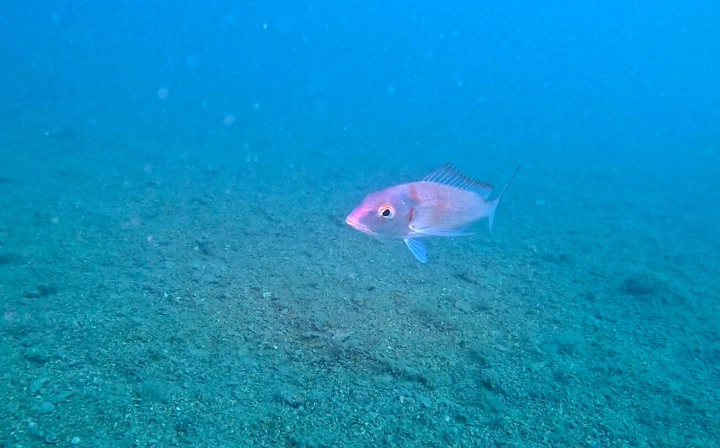 RIBON
FOTO ALEŠ SULIČ SUBNET DIVING PIRAN RIBE V SLOVENSKEM MORJU
Scuba diving Slovenia PADI
Potapljanje v Piranu