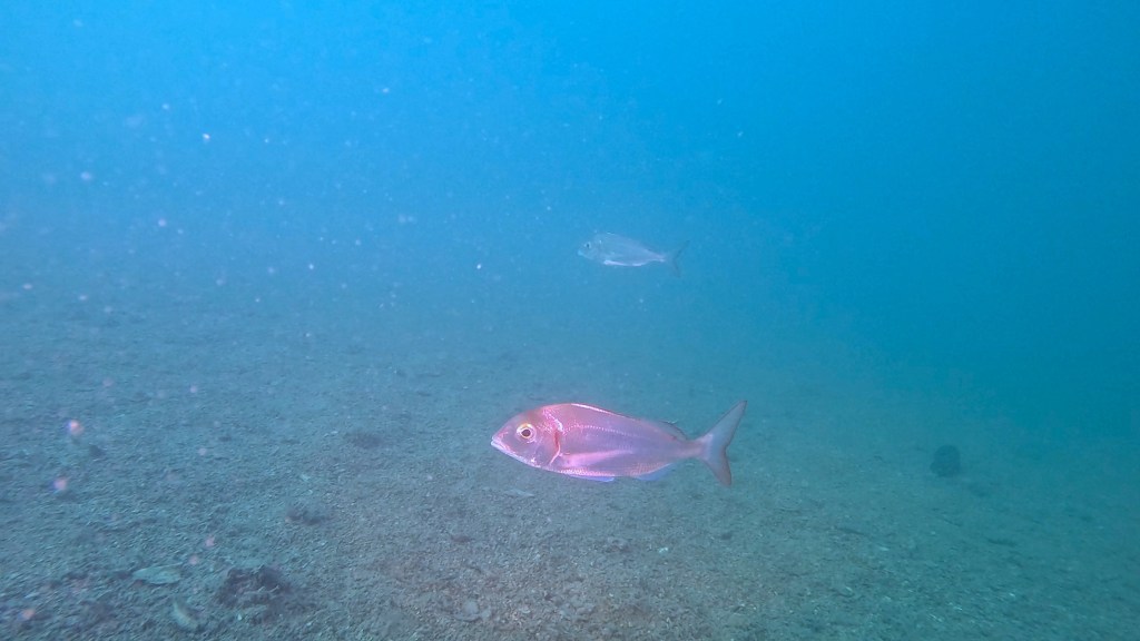 RIBON
FOTO ALEŠ SULIČ SUBNET DIVING PIRAN RIBE V SLOVENSKEM MORJU
Scuba diving Slovenia PADI
Potapljanje v Piranu