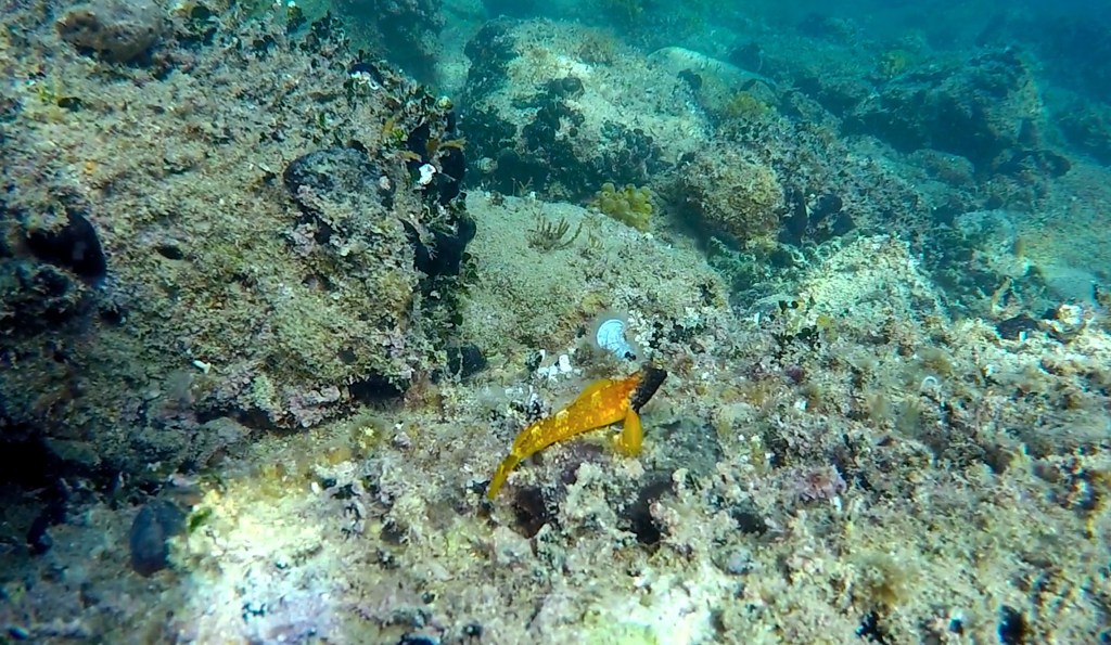 RUMENI SPREHAJALČEK
FOTO ALEŠ SULIČ SUBNET DIVING PIRAN
SLOVENSKE RIBE V MORJU
Scuba diving Slovenia PADI
Potapljanje v Piranu