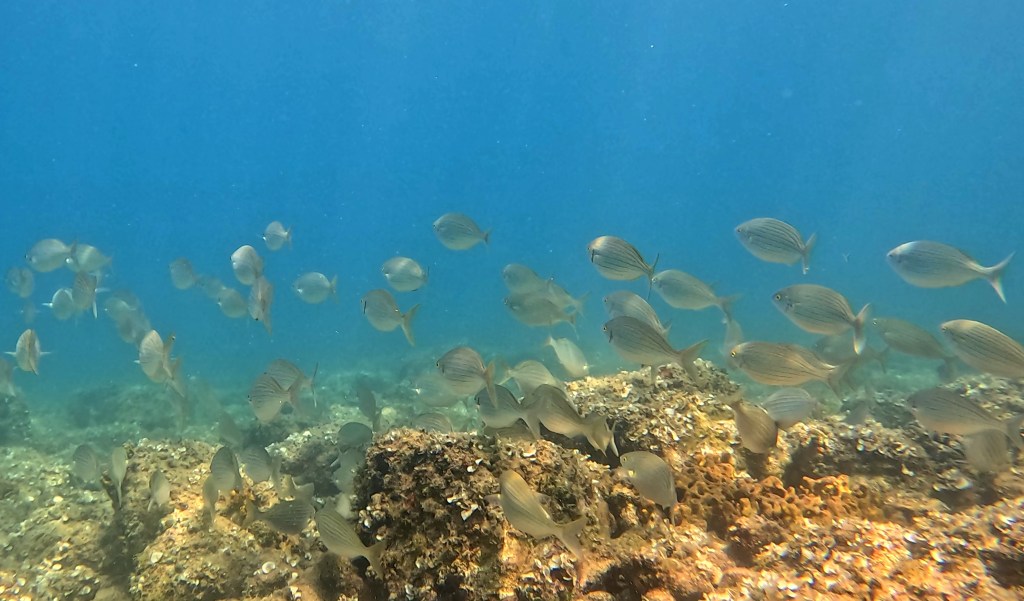 SALPA
FOTO ALEŠ SULIČ SUBNET DIVING PIRAN
SLOVENSKE RIBE V MORJU
Scuba diving Slovenia PADI
Potapljanje v Piranu